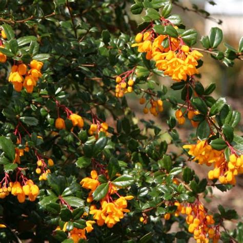 berberis amurensis pruning tomato plants.